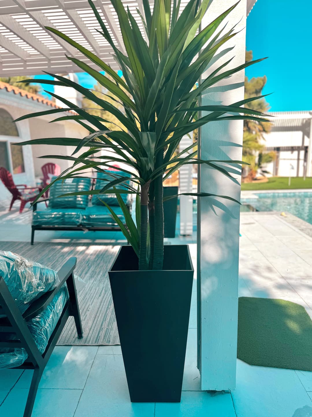 Modern indoor plant in a sleek black planter near a poolside seating area.