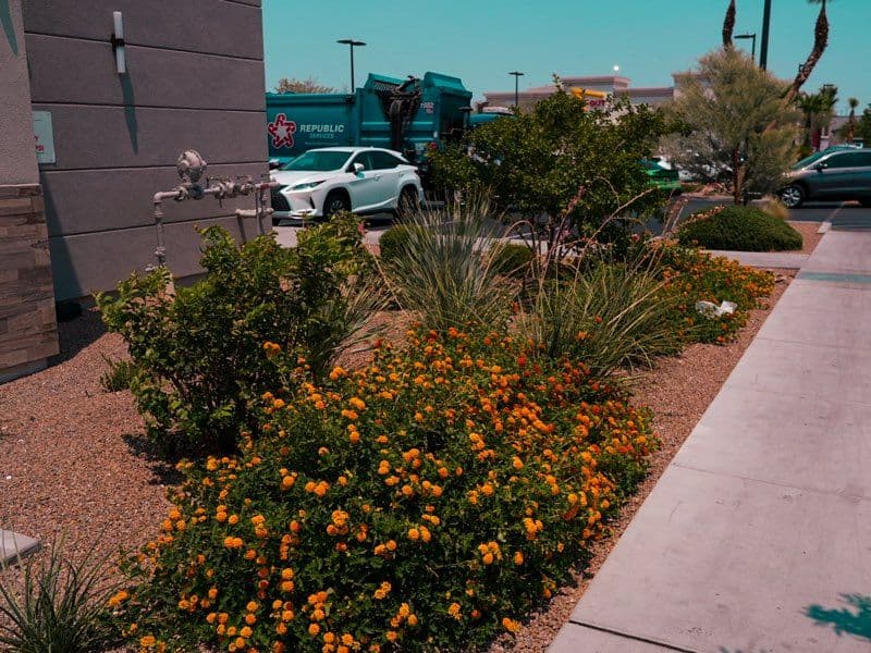 Gallery photos for Transforming Las Vegas Landscapes into Desert Oasis: Image #2