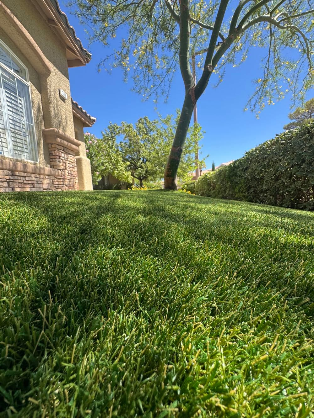From Grass to a Water Smart Front Yard image