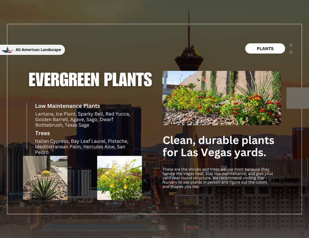 Evergreen plants for Las Vegas yards: low maintenance options like Lantana and Cypress.