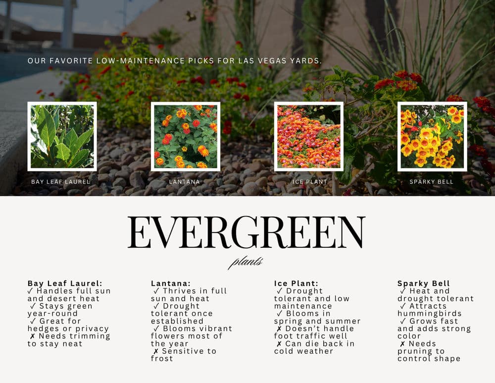 Low-maintenance plants for Las Vegas yards: Bay Leaf, Lantana, Ice Plant, Sparky Bell.