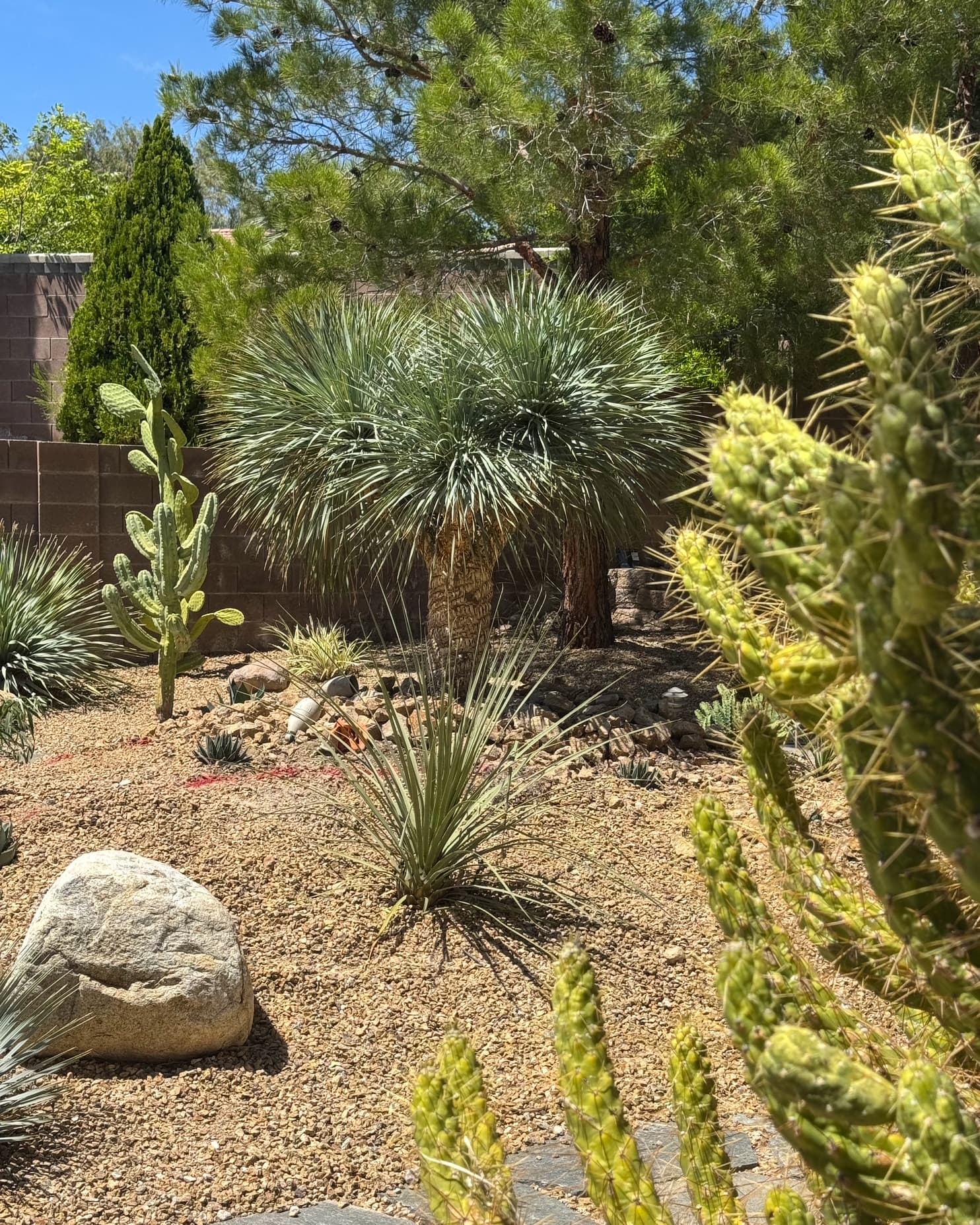 Gallery photos for Luxury Xeriscape Design with Premium Desert Plants in Las Vegas: Image #3
