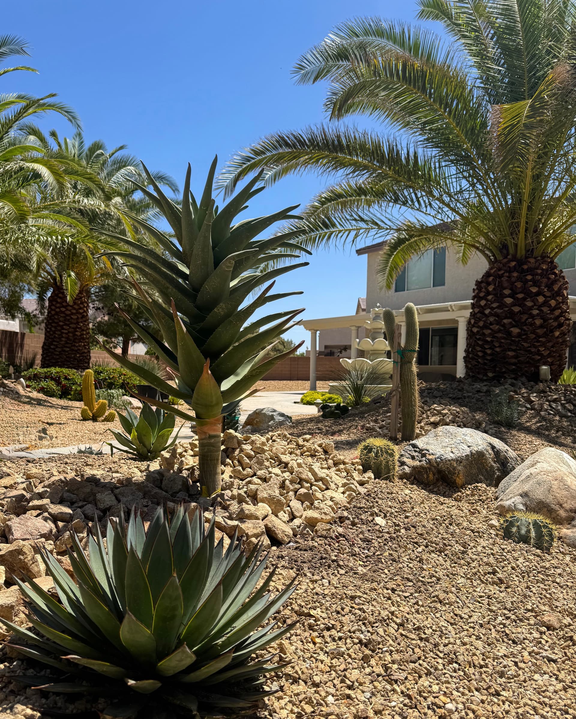 Gallery photos for Luxury Xeriscape Design with Premium Desert Plants in Las Vegas: Image #4