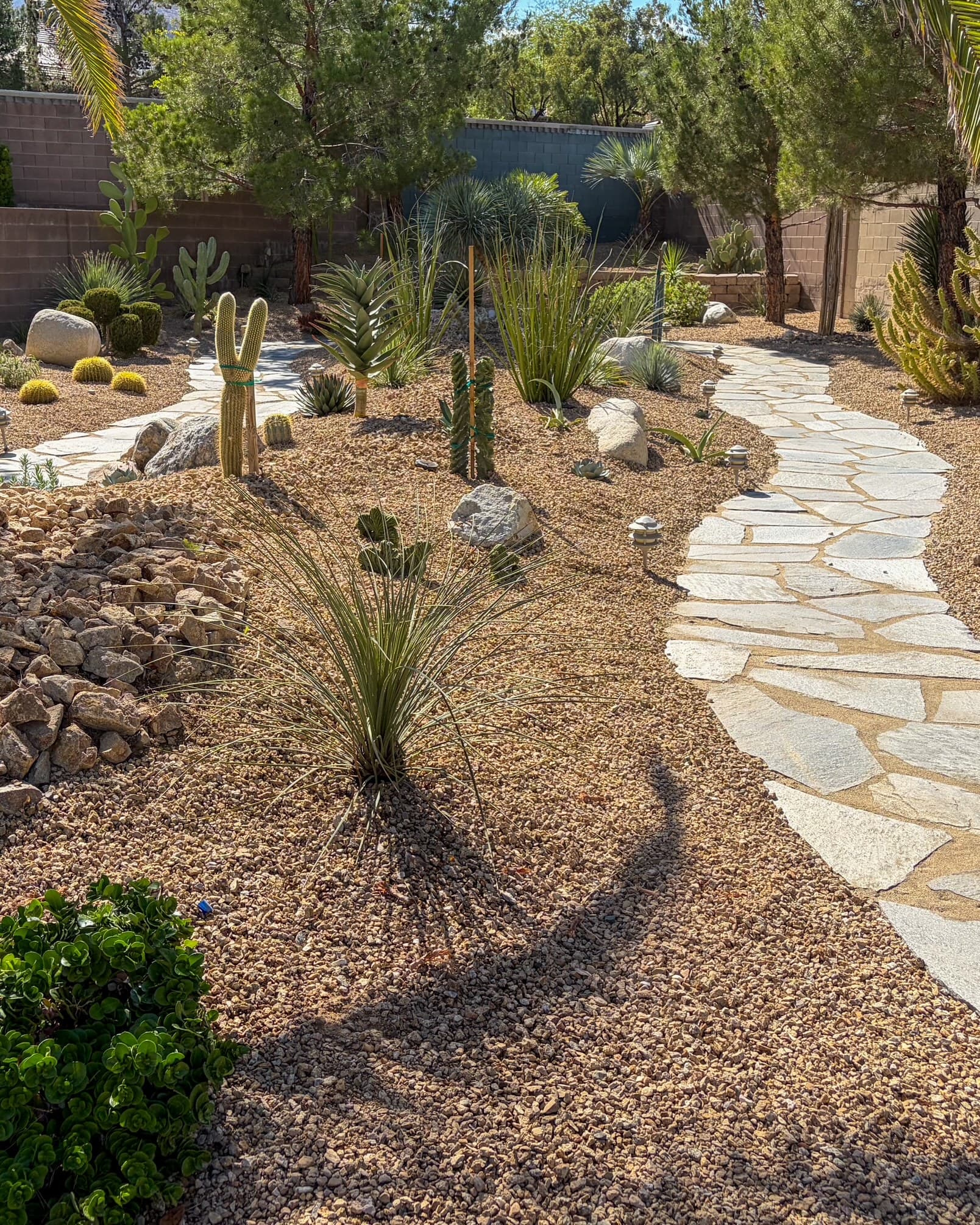 Luxury Xeriscape Design with Premium Desert Plants in Las Vegas image