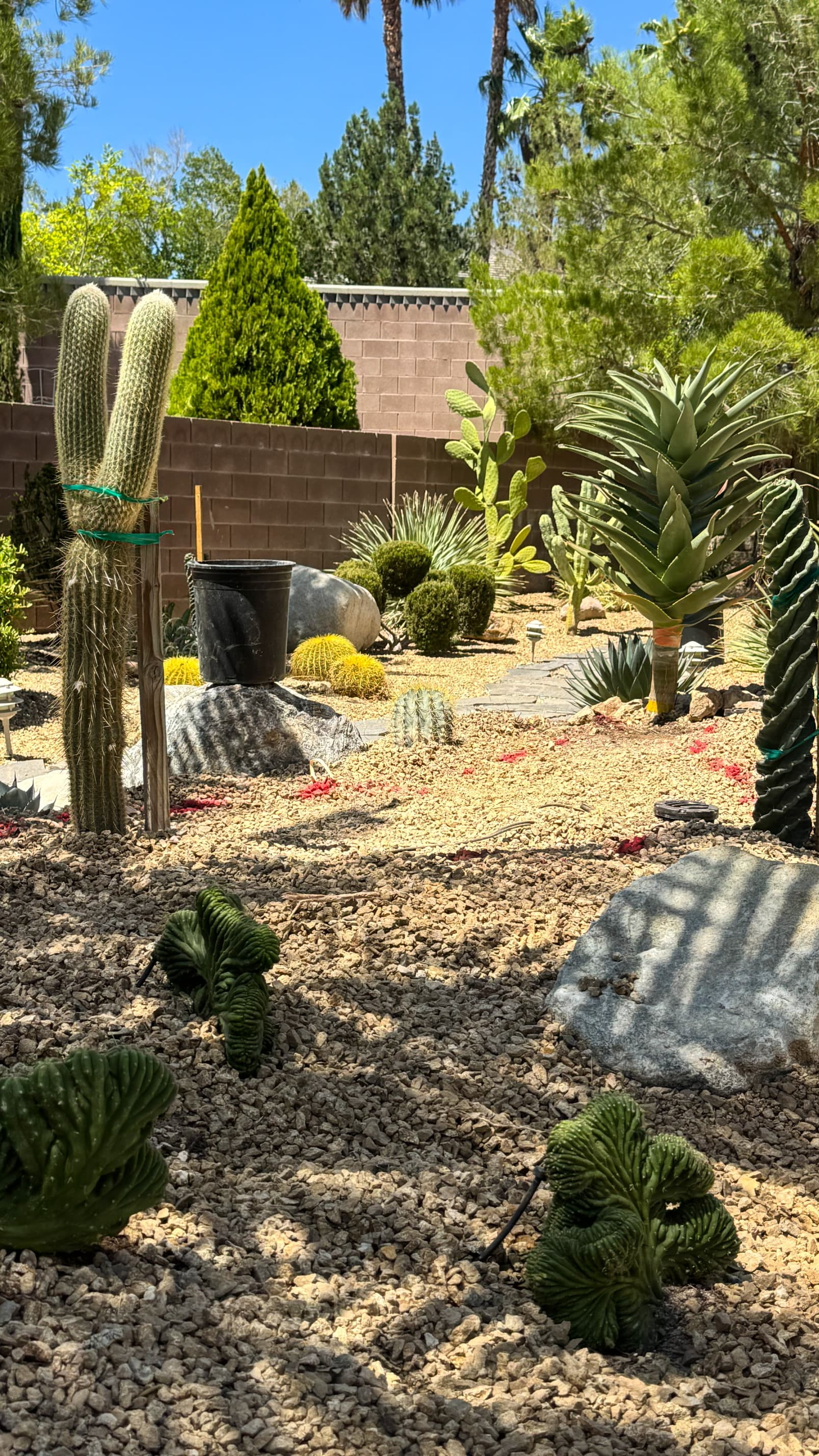 Gallery photos for Luxury Xeriscape Design with Premium Desert Plants in Las Vegas: Image #1