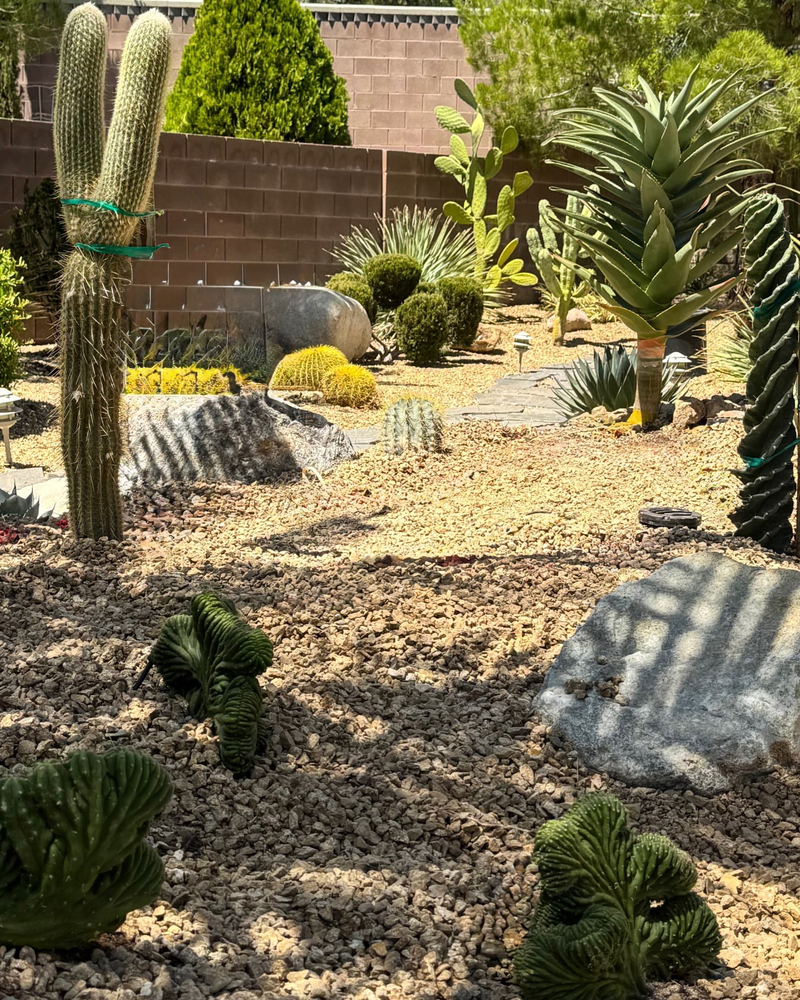 Gallery photos for Luxury Xeriscape Design with Premium Desert Plants in Las Vegas: Image #2
